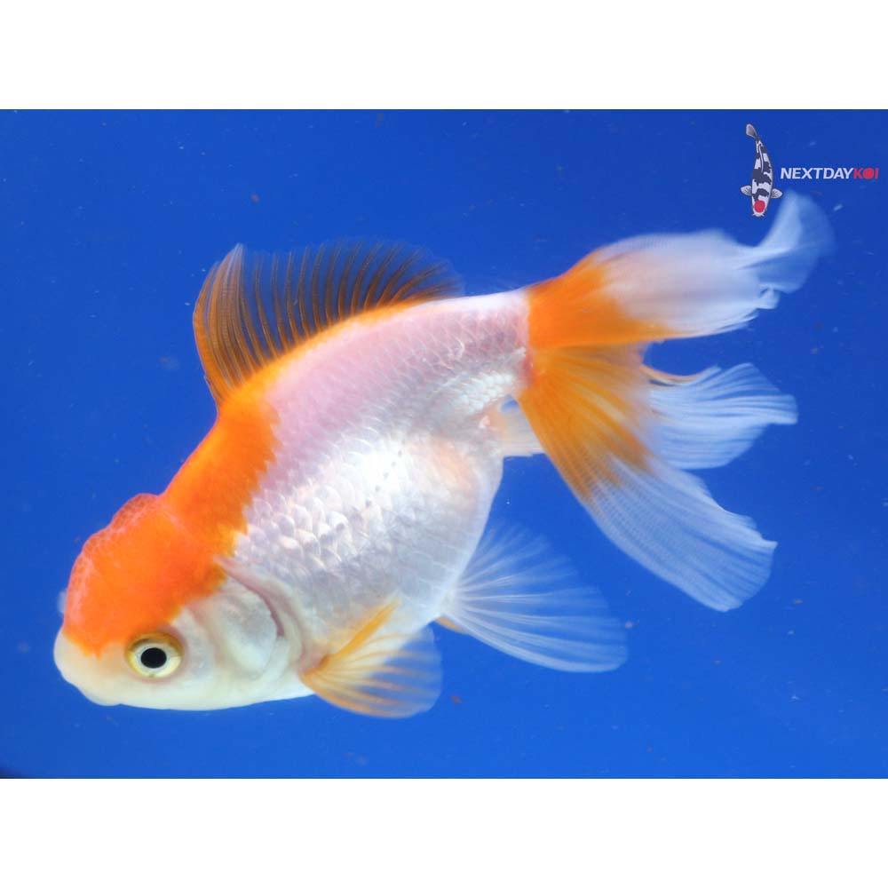 3.5” Imported Red and White Oranda