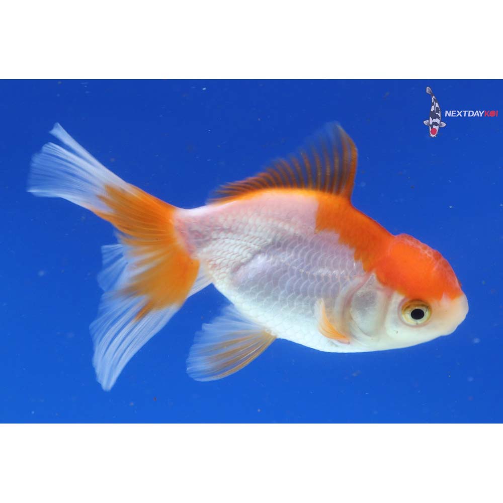 3.5” Imported Red and White Oranda