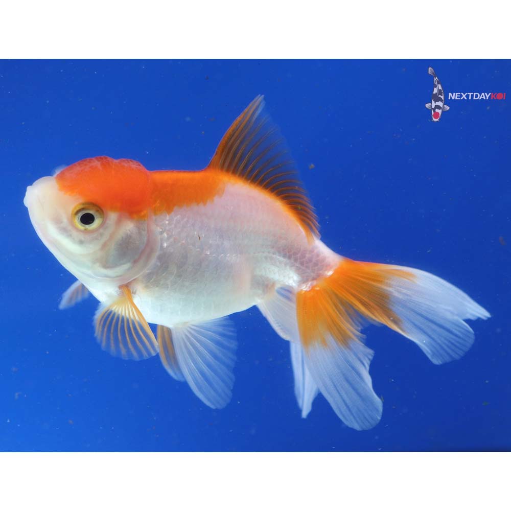 3.5” Imported Red and White Oranda