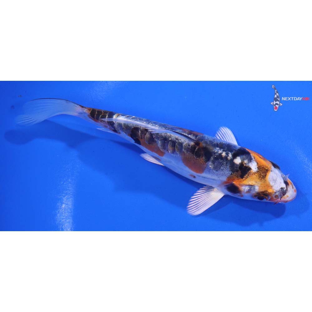 5” Imported Doitsu Blue Kujaku