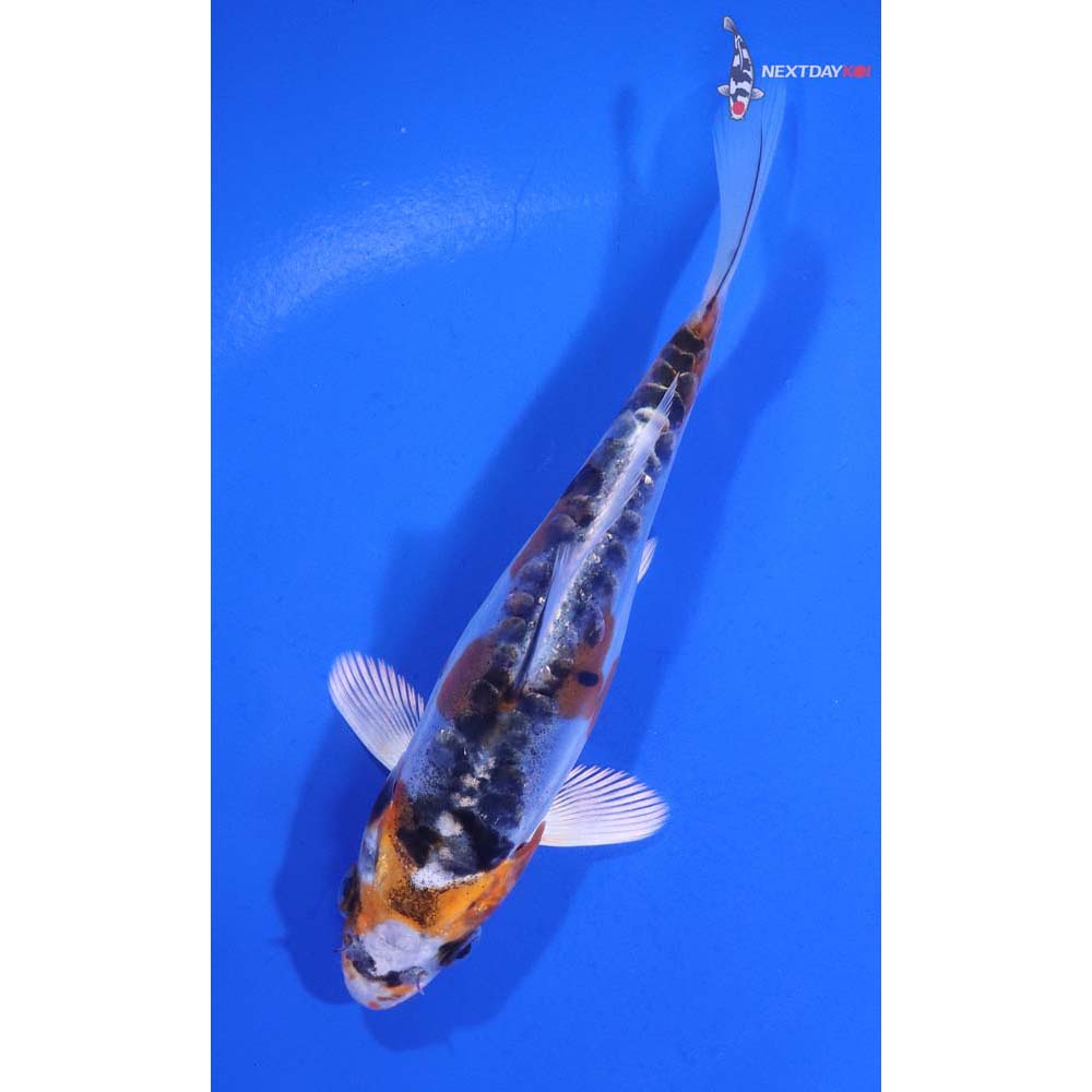 5” Imported Doitsu Blue Kujaku