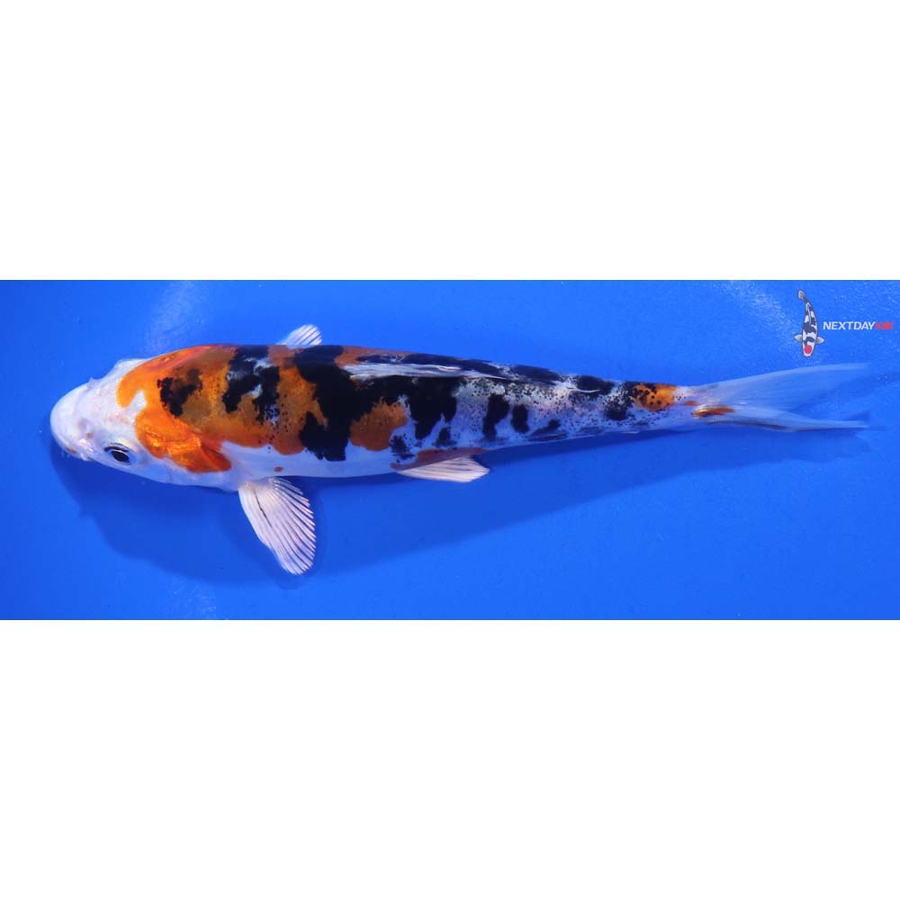 5.5” Imported Heisei Nishiki