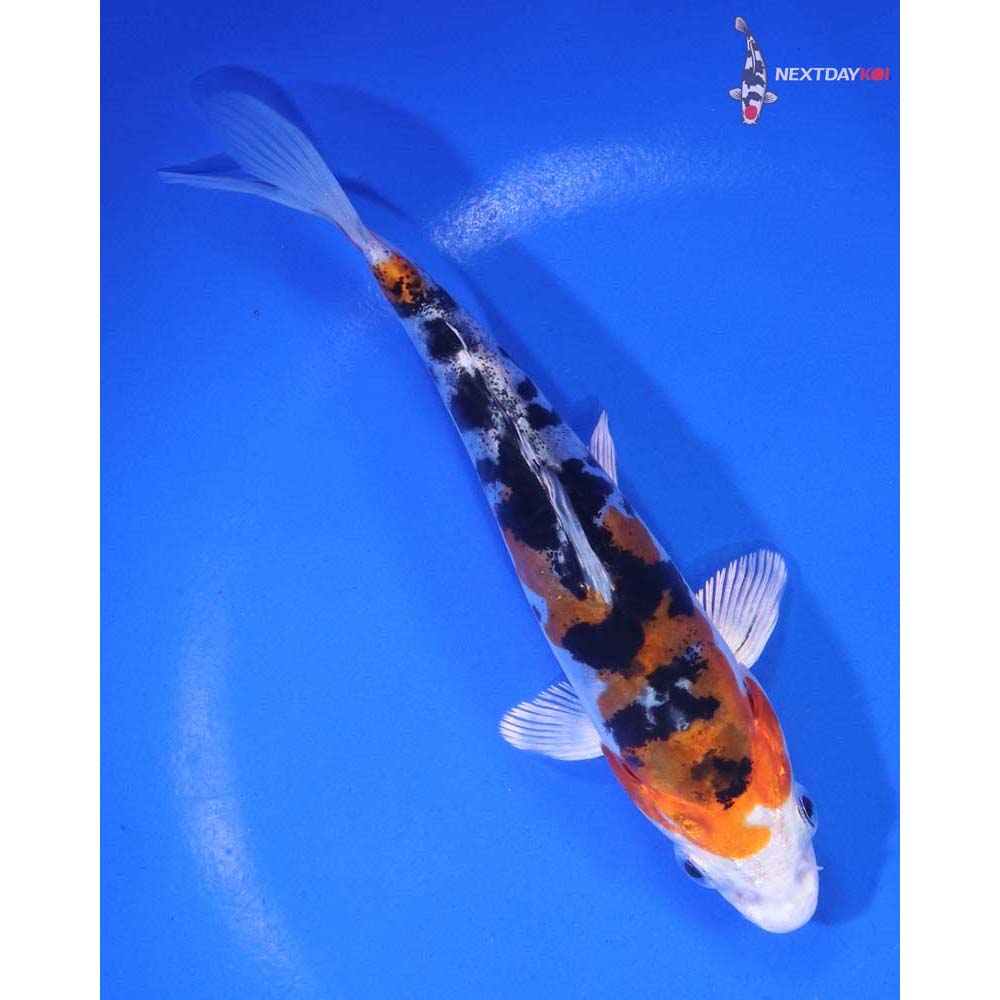 5.5” Imported Heisei Nishiki