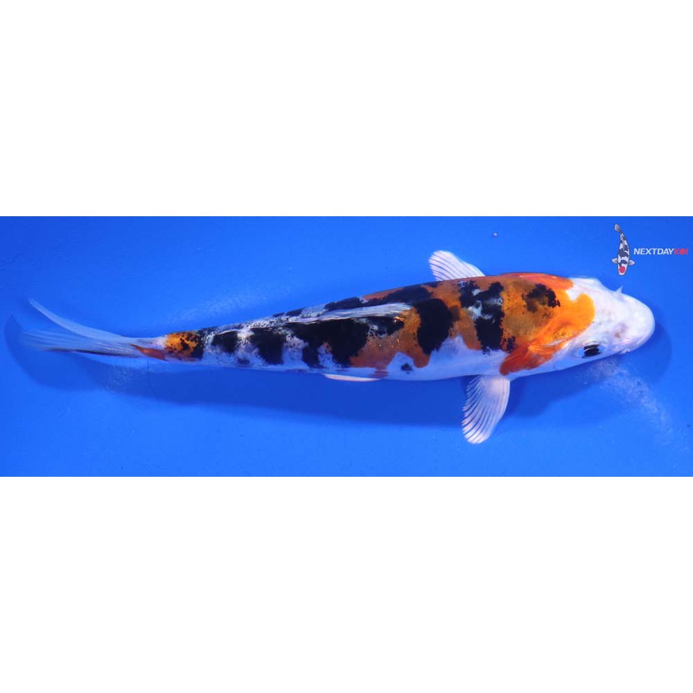 5.5” Imported Heisei Nishiki