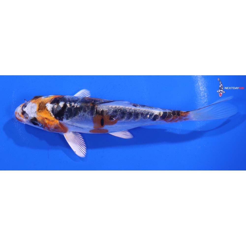 5” Imported Doitsu Blue Kujaku