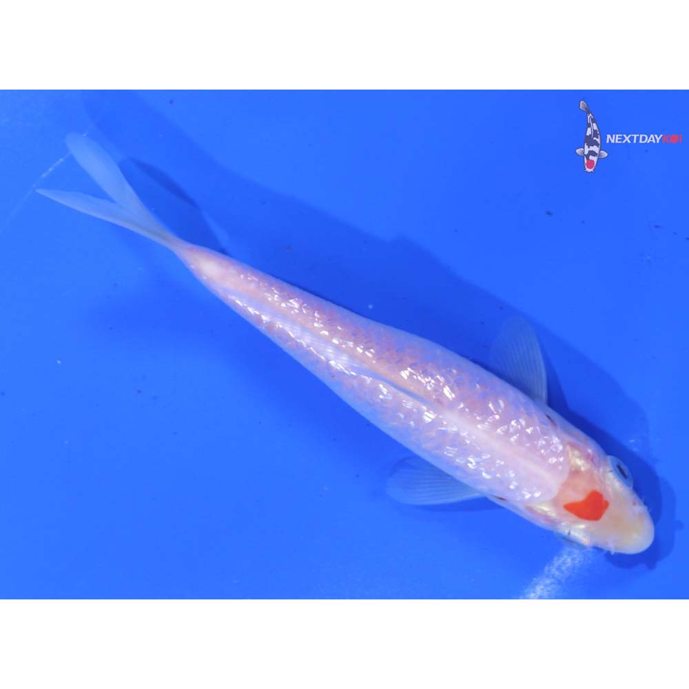 4.5” Imported Gin Rin Kohaku