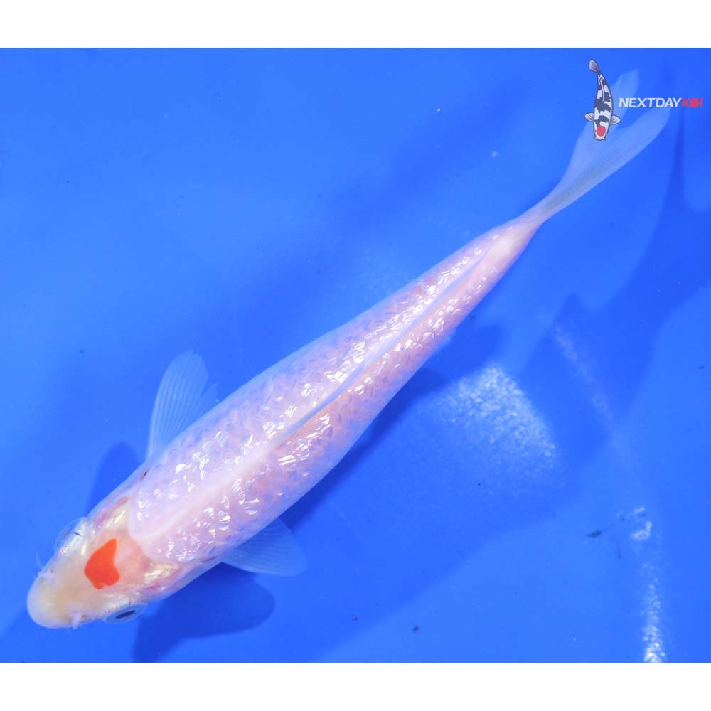 4.5” Imported Gin Rin Kohaku