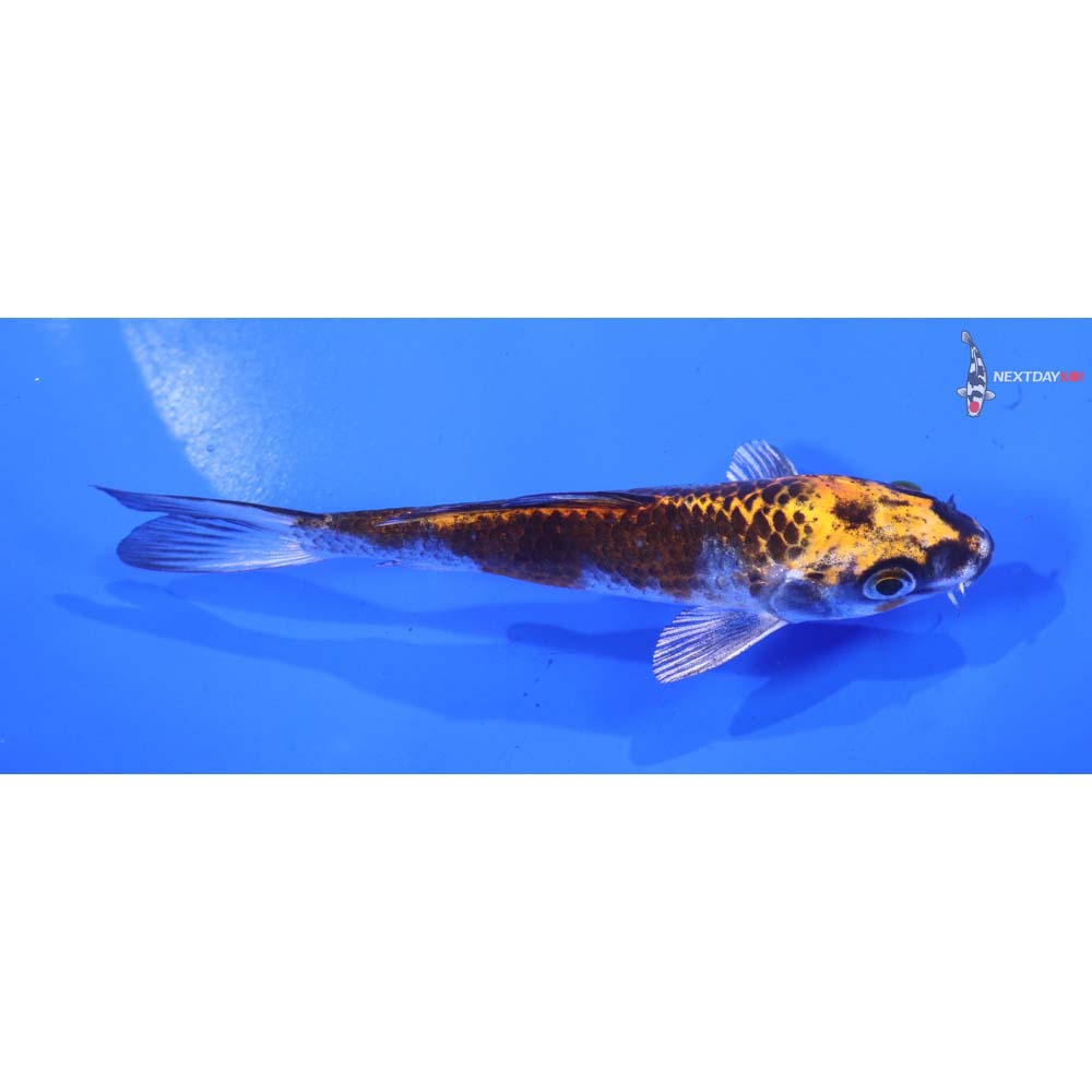 4.5” Imported Kujaku