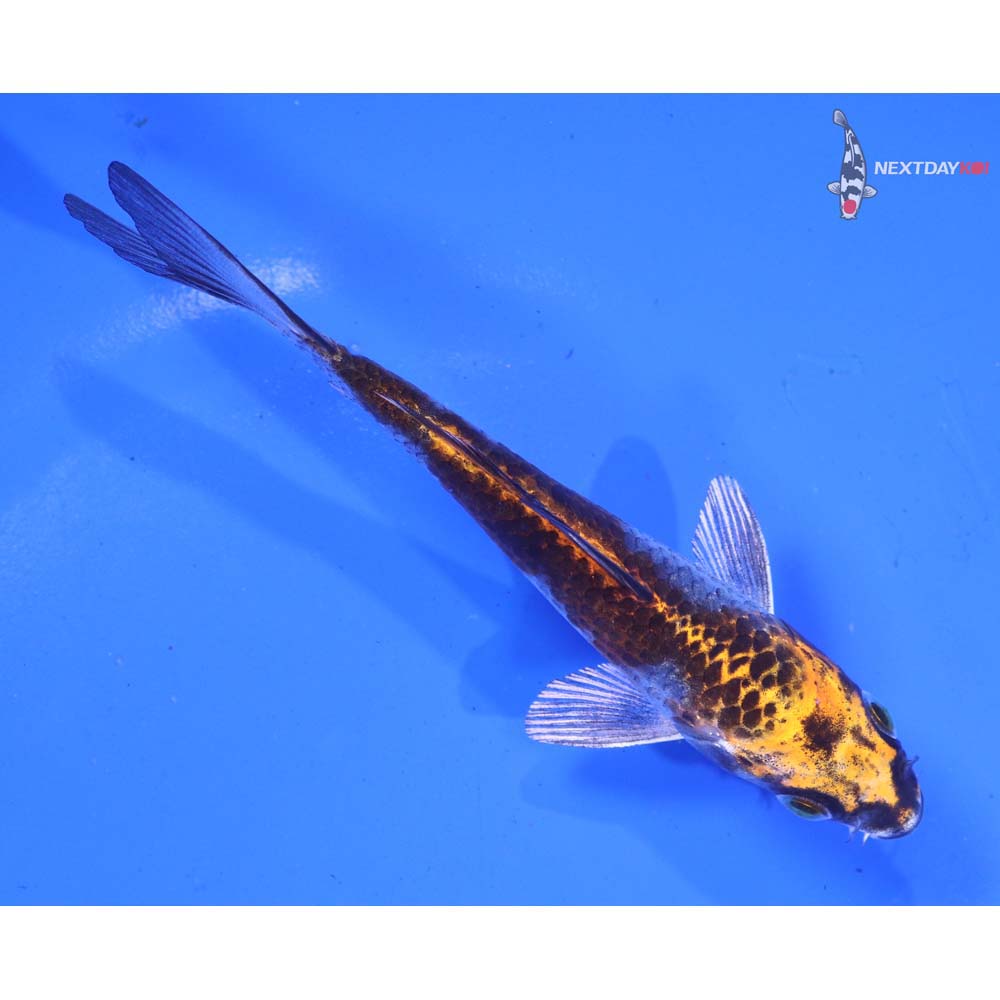 4.5” Imported Kujaku