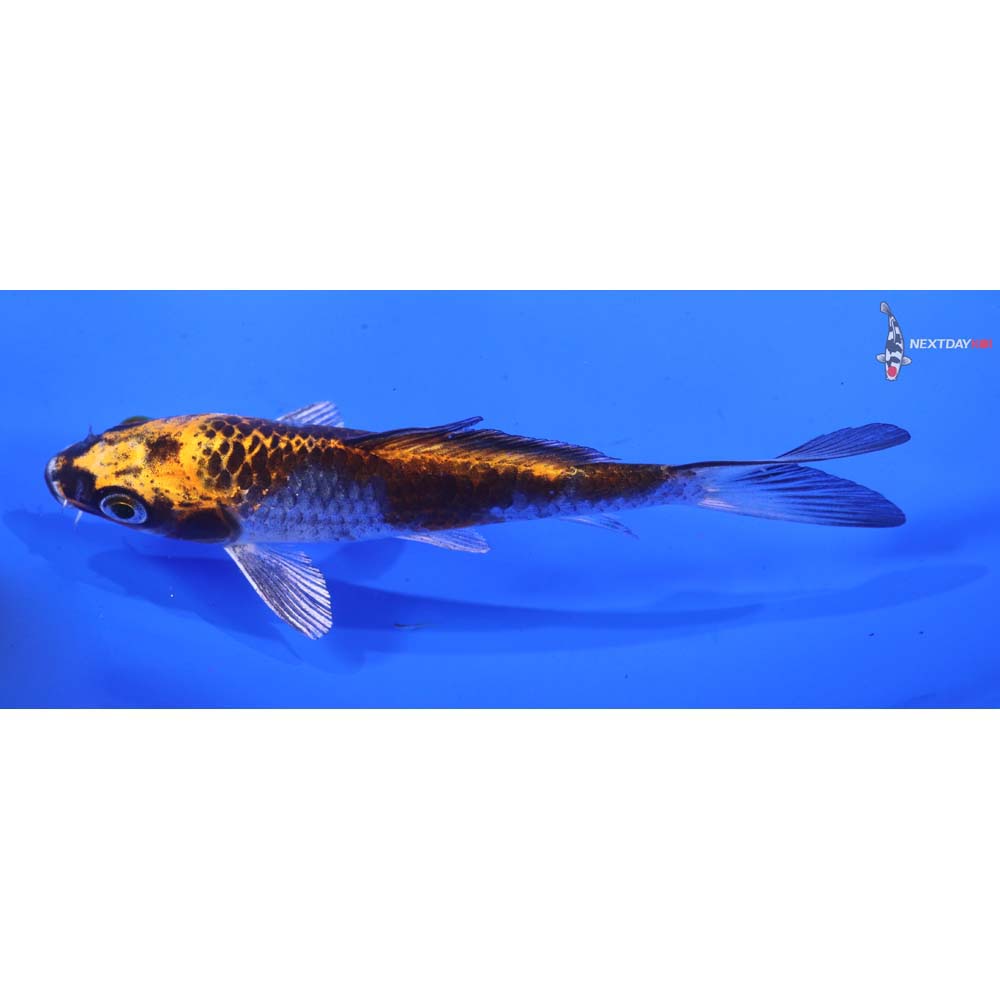 4.5” Imported Kujaku