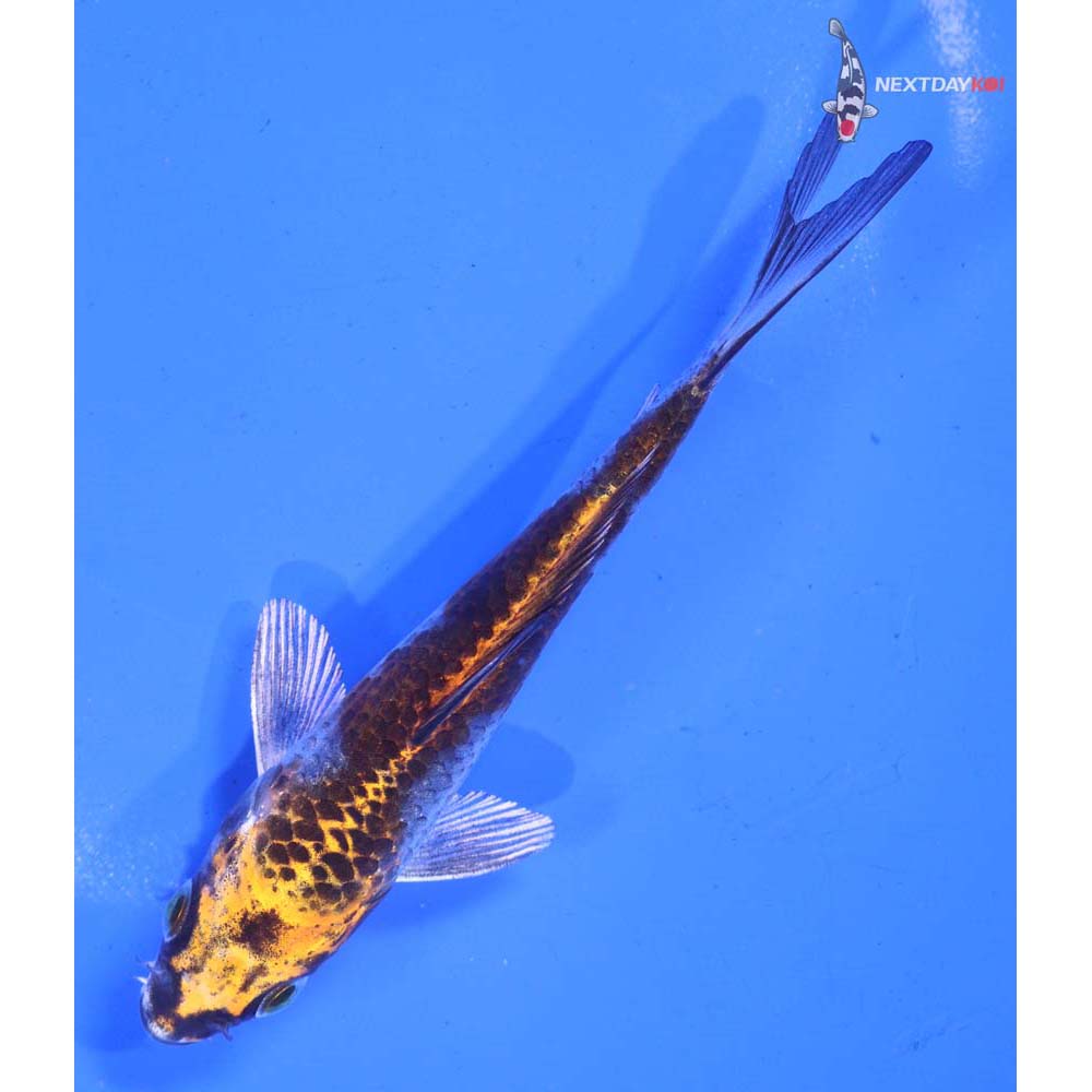 4.5” Imported Kujaku