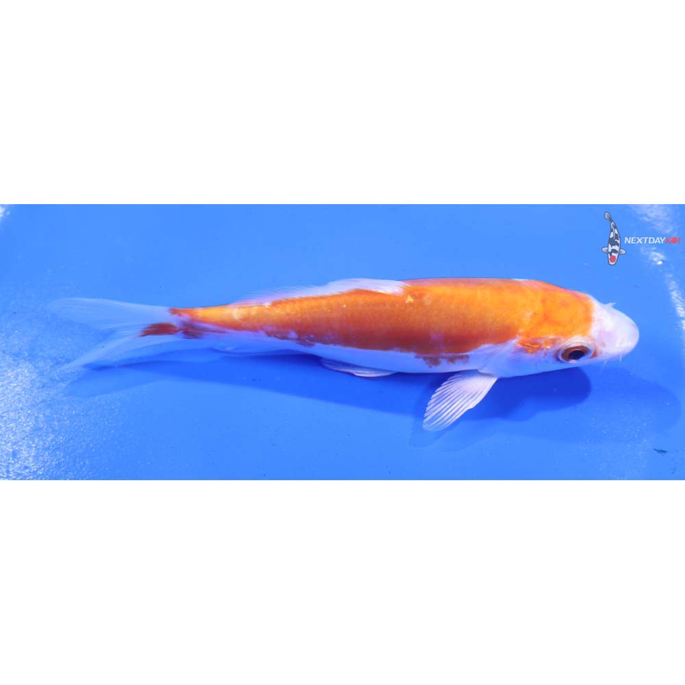 5” Imported Kikusui