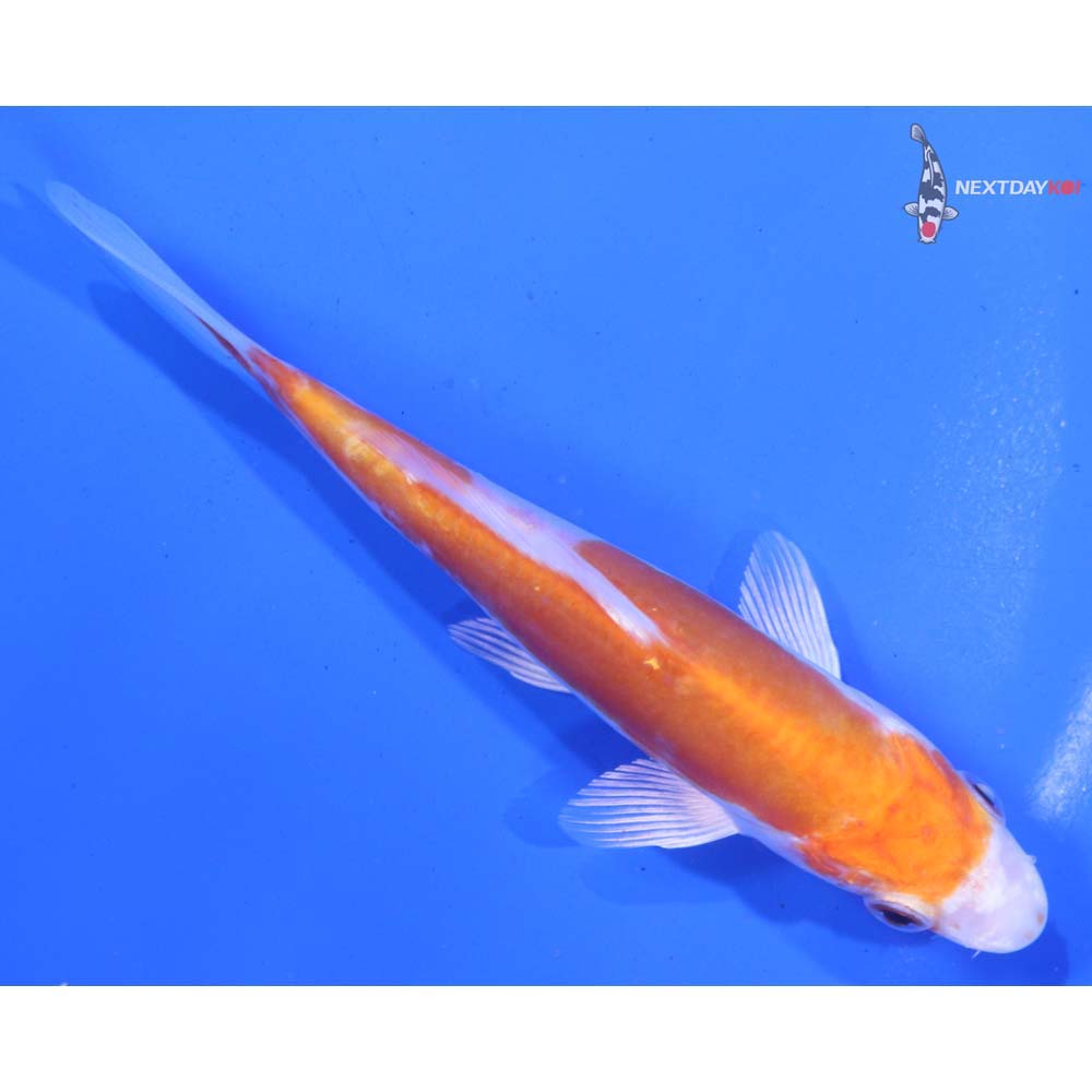 5” Imported Kikusui