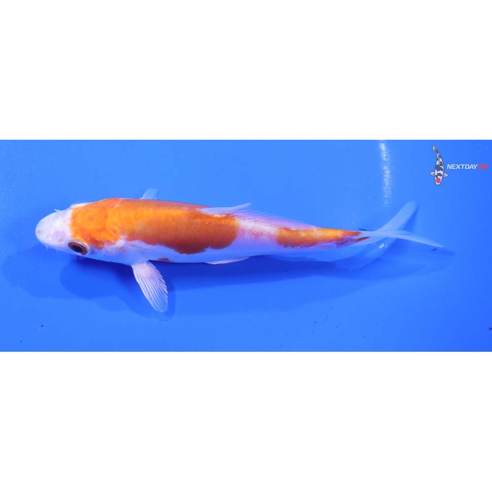 5” Imported Kikusui