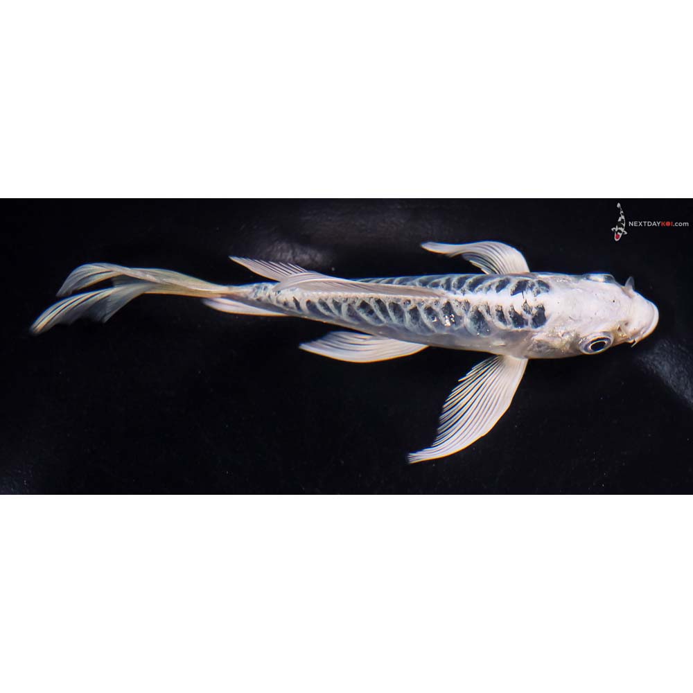 5.5” Imported Doitsu Blue Gin Matsuba Butterfly Koi