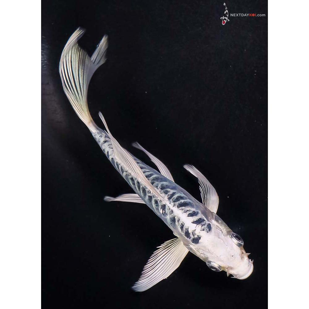 5.5” Imported Doitsu Blue Gin Matsuba Butterfly Koi