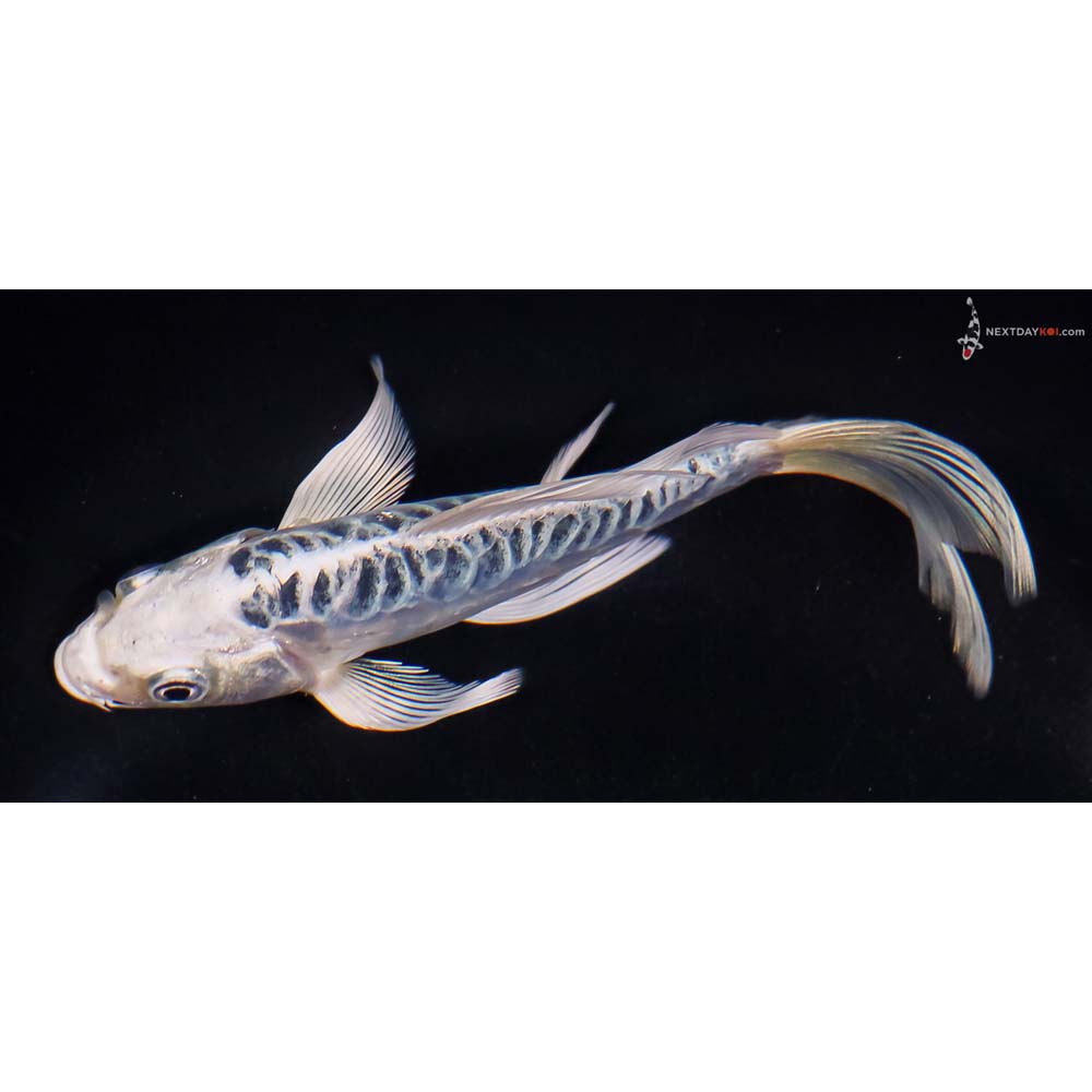 5.5” Imported Doitsu Blue Gin Matsuba Butterfly Koi