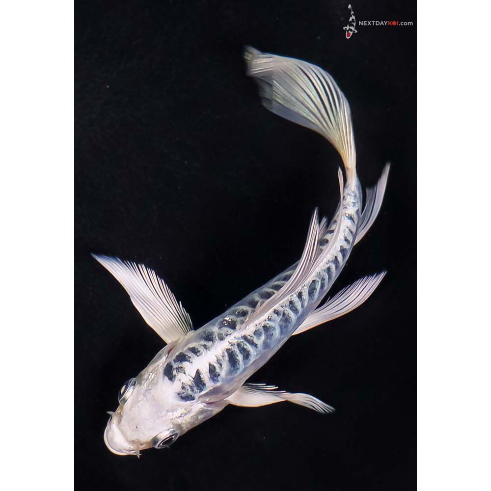 5.5” Imported Doitsu Blue Gin Matsuba Butterfly Koi