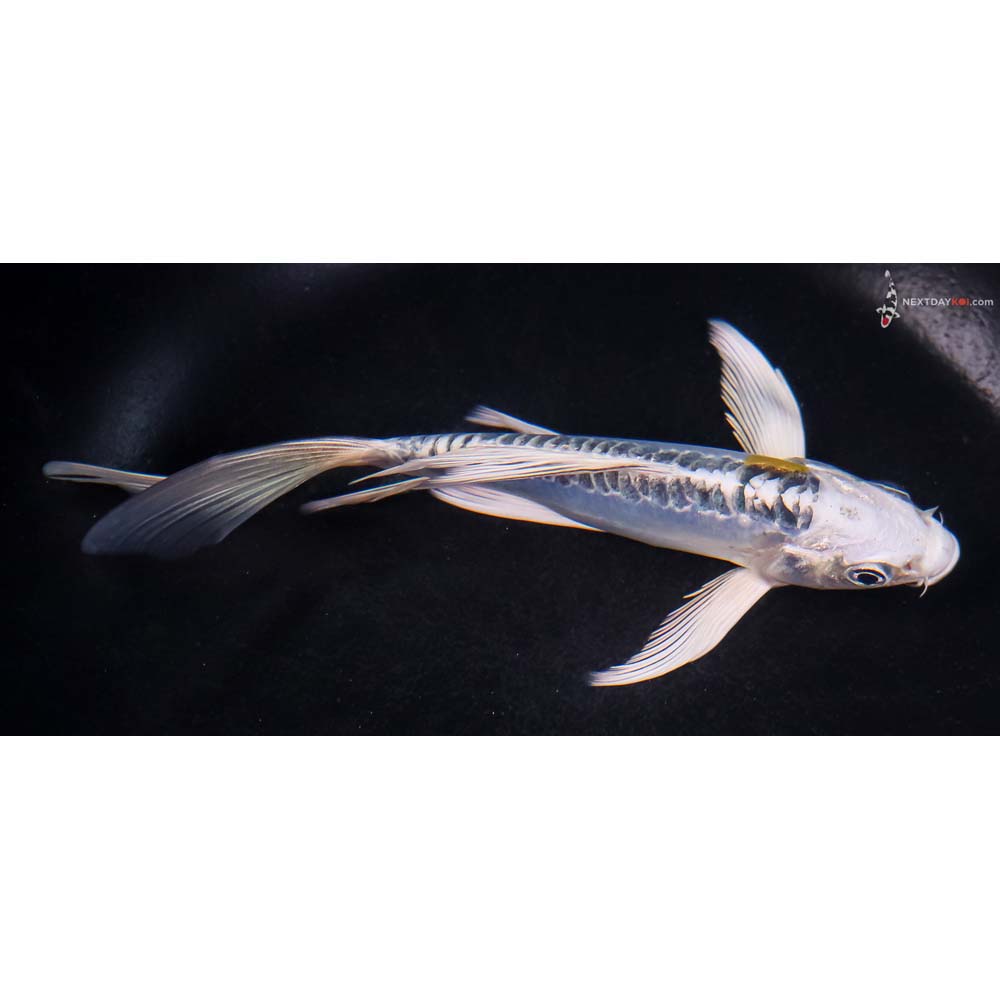 6” Imported Doitsu Blue Kujaku Butterfly Koi