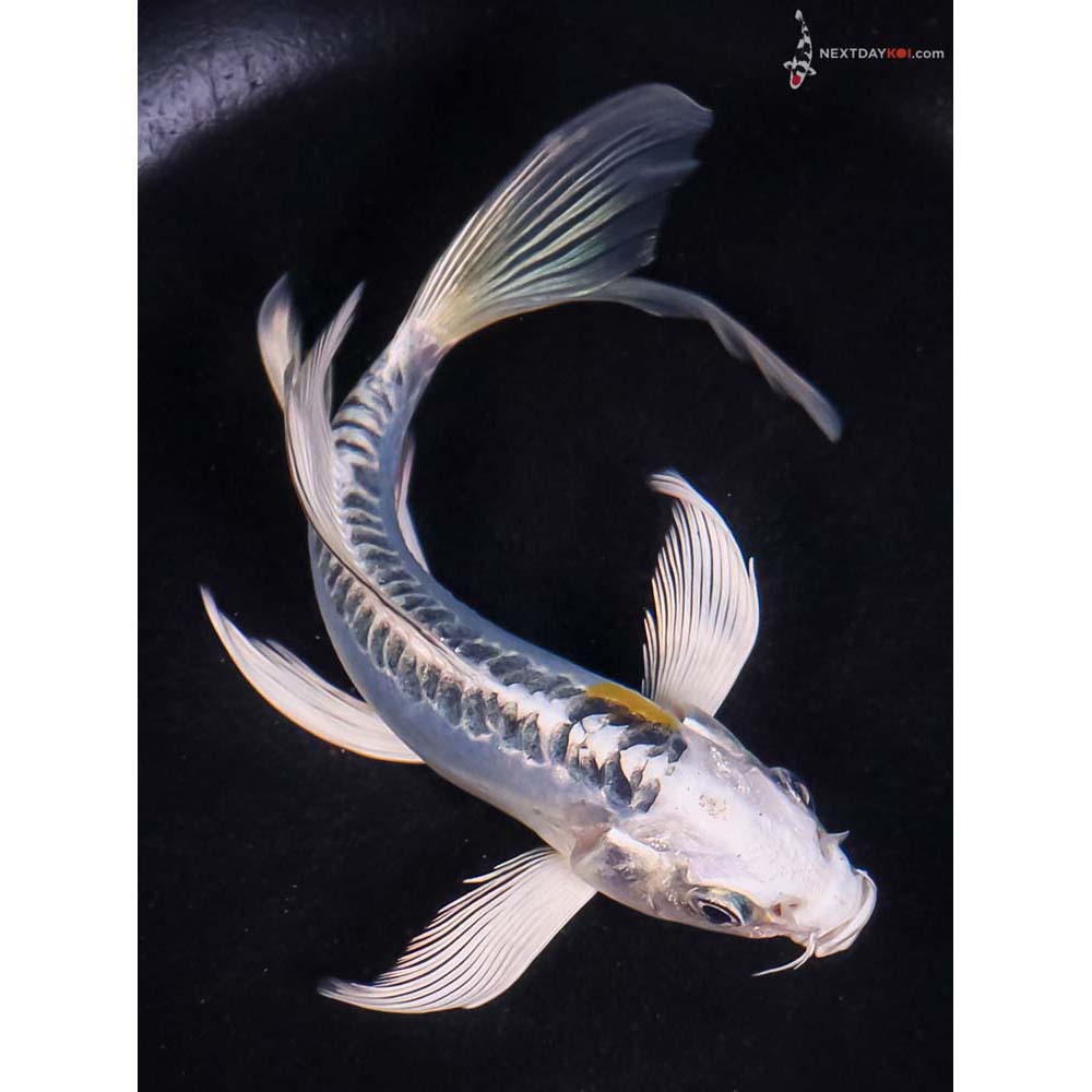 6” Imported Doitsu Blue Kujaku Butterfly Koi