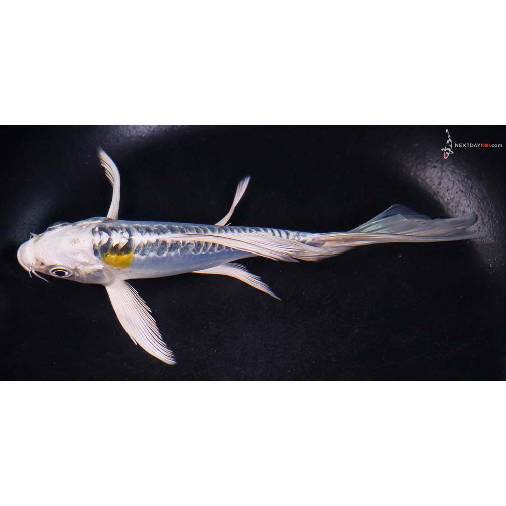 6” Imported Doitsu Blue Kujaku Butterfly Koi