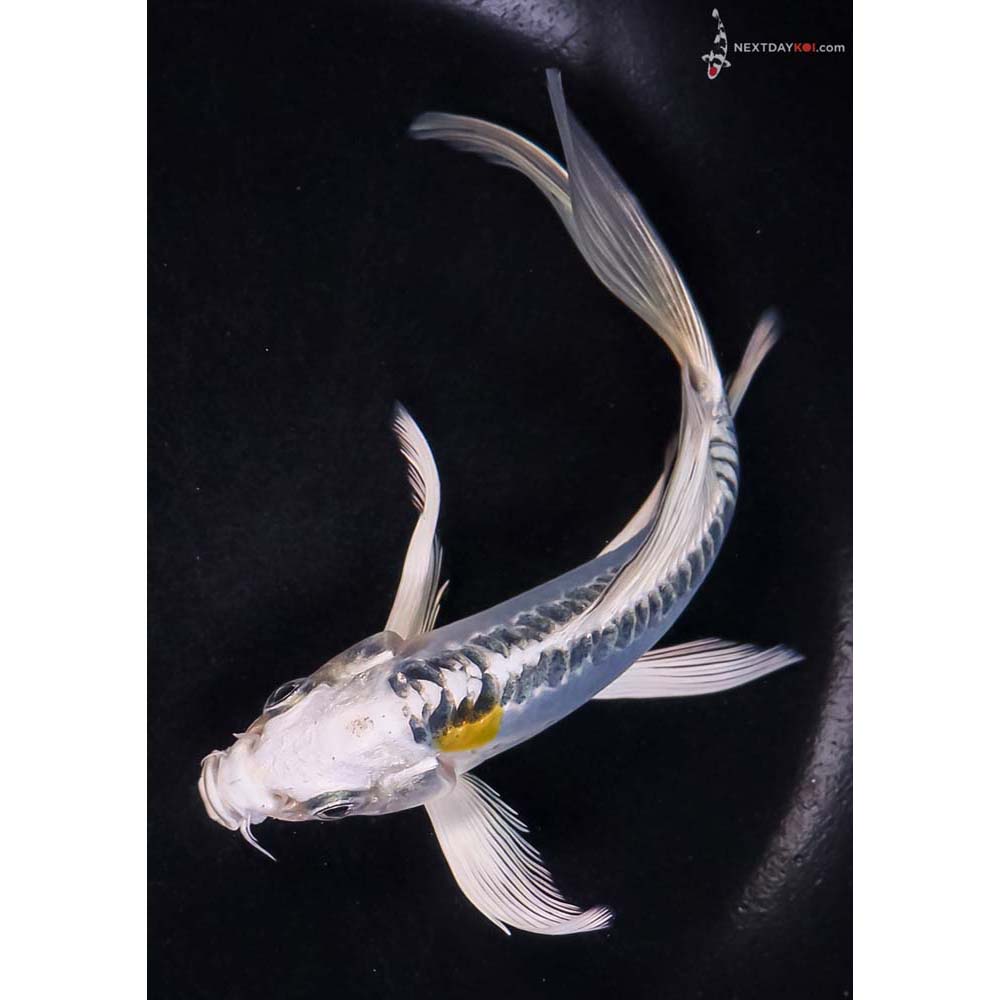 6” Imported Doitsu Blue Kujaku Butterfly Koi