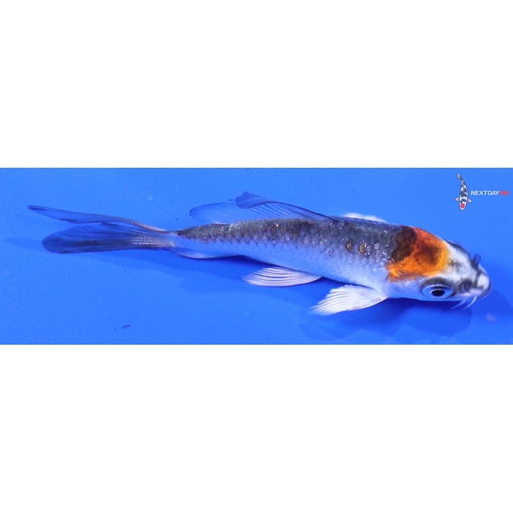 3” Imported Kujaku Butterfly Koi