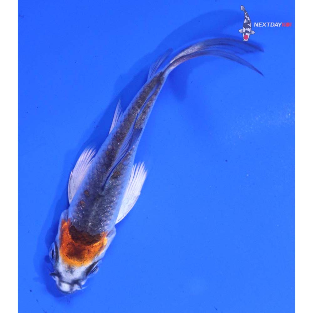 3” Imported Kujaku Butterfly Koi