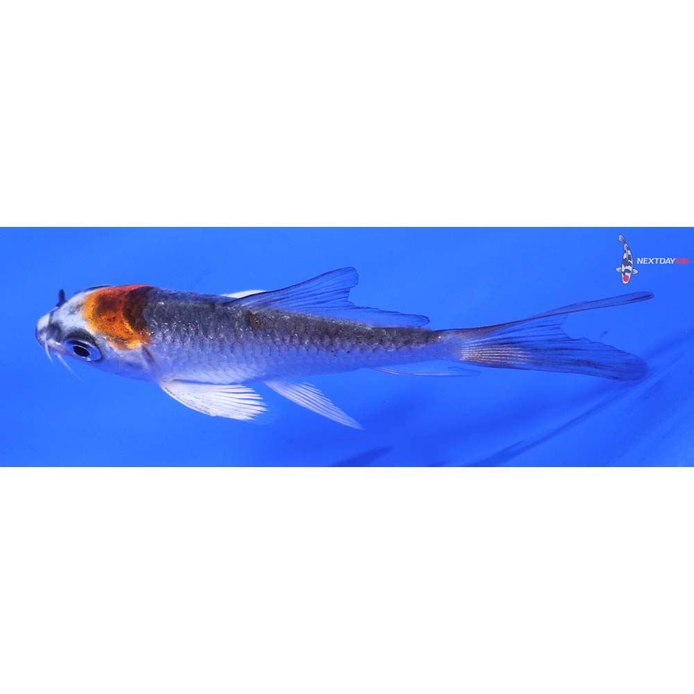 3” Imported Kujaku Butterfly Koi