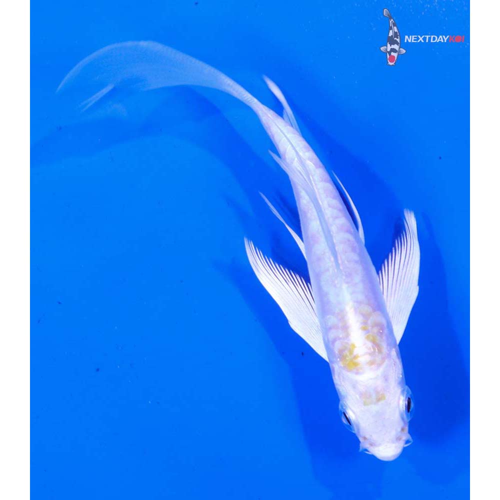 3.5” Imported Doitsu Lemon Hariwake Butterfly Koi