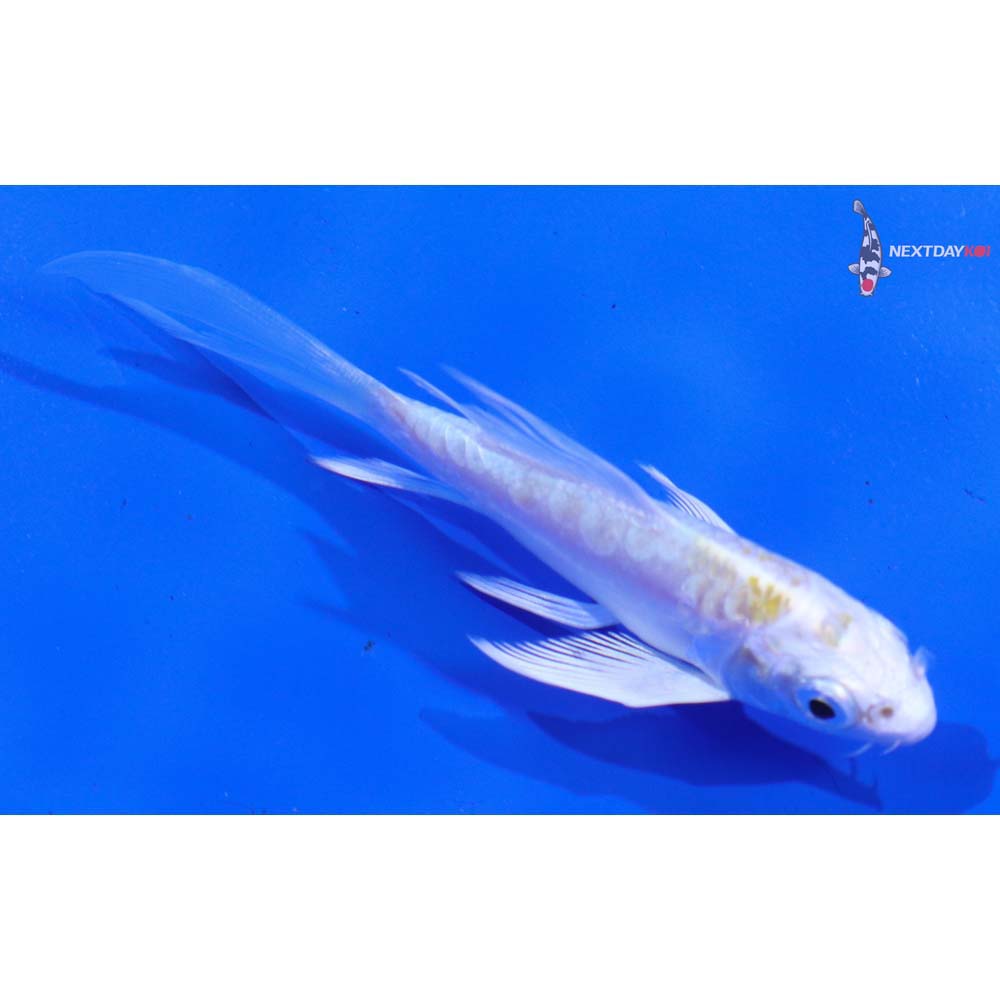 3.5” Imported Doitsu Lemon Hariwake Butterfly Koi