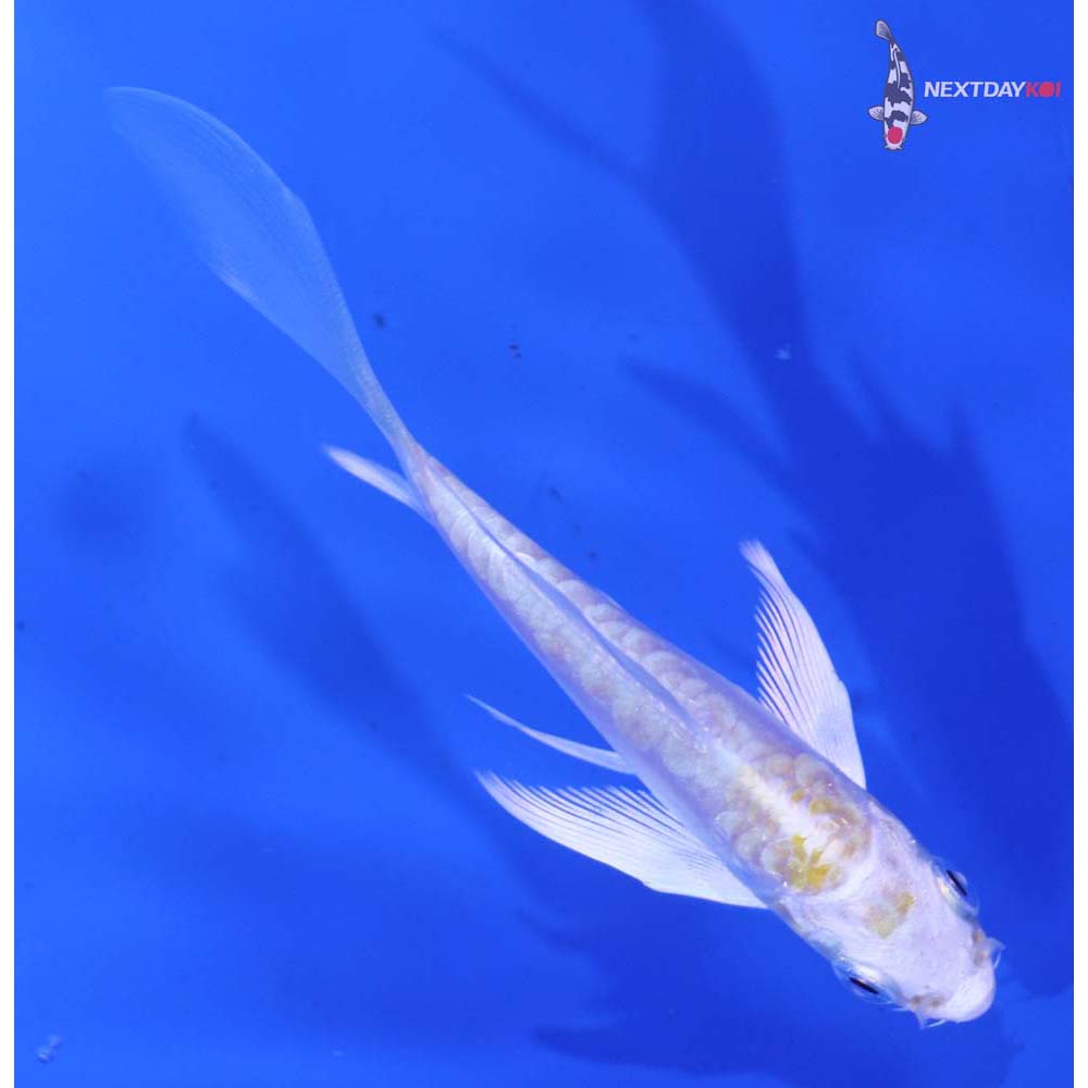 3.5” Imported Doitsu Lemon Hariwake Butterfly Koi