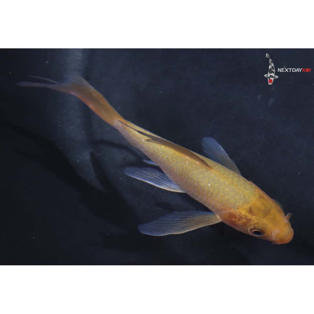 3.5” Imported Chagoi Butterfly Koi