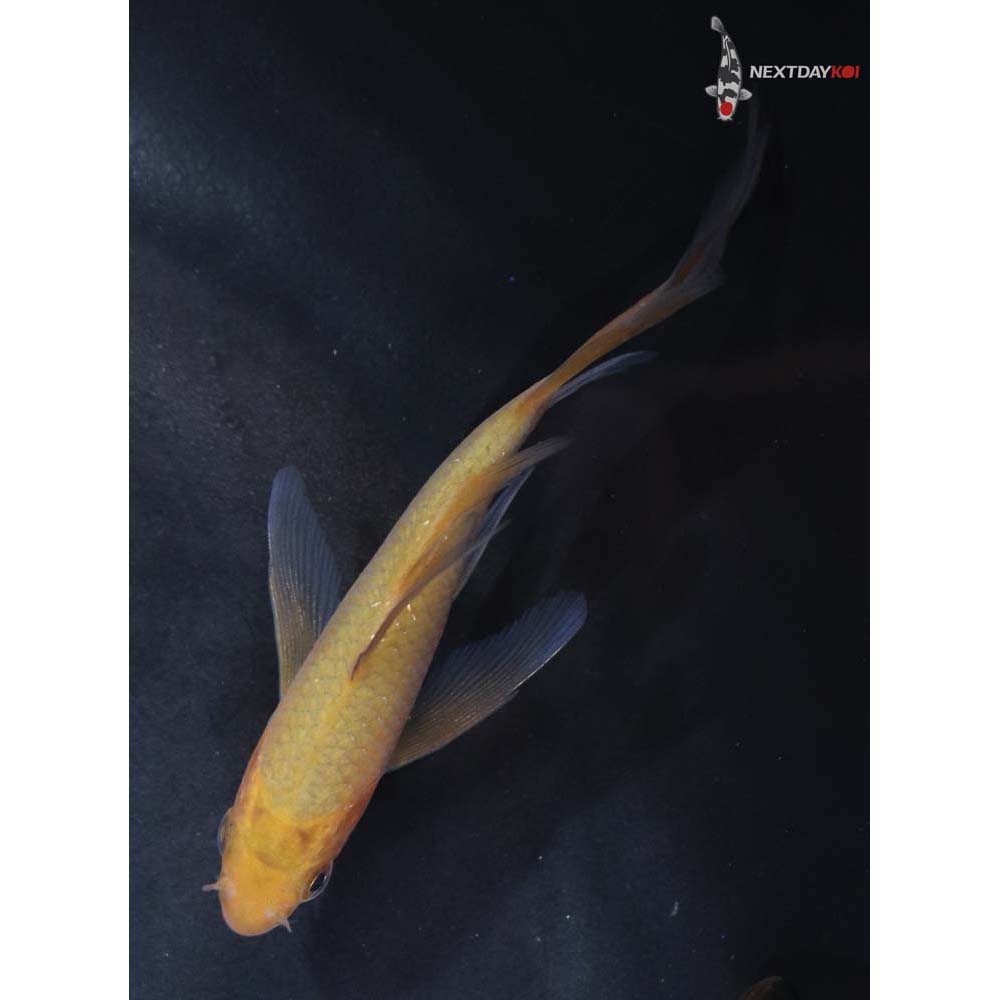 3.5” Imported Chagoi Butterfly Koi