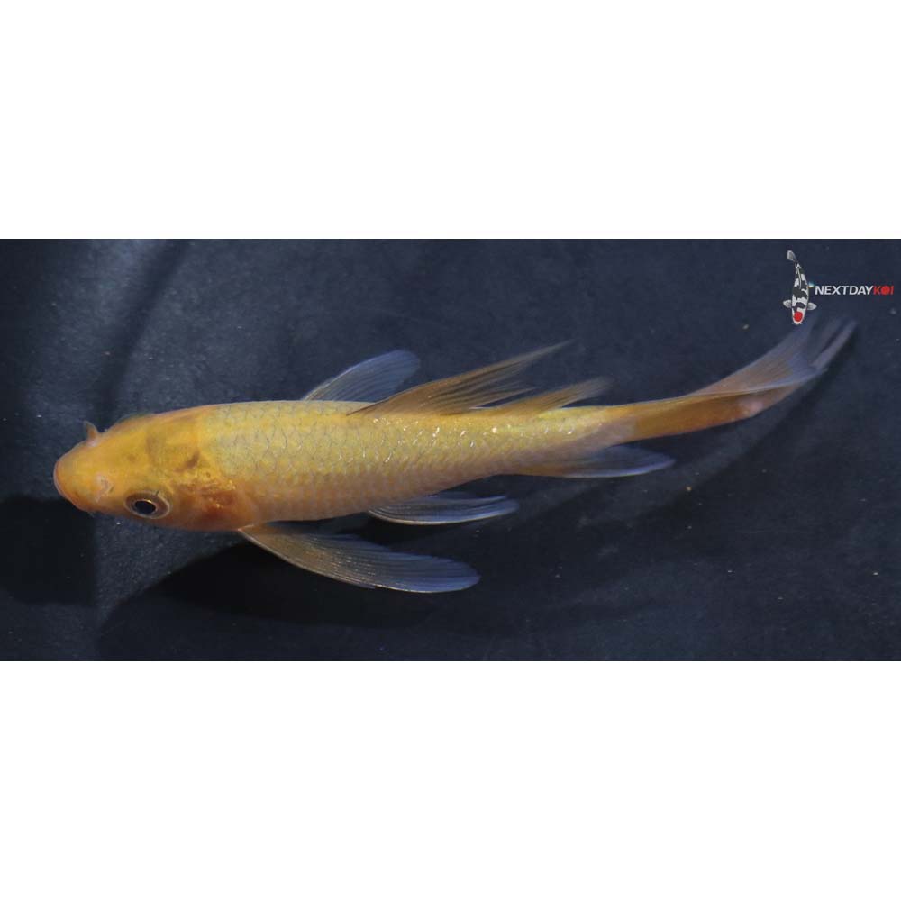 3.5” Imported Chagoi Butterfly Koi