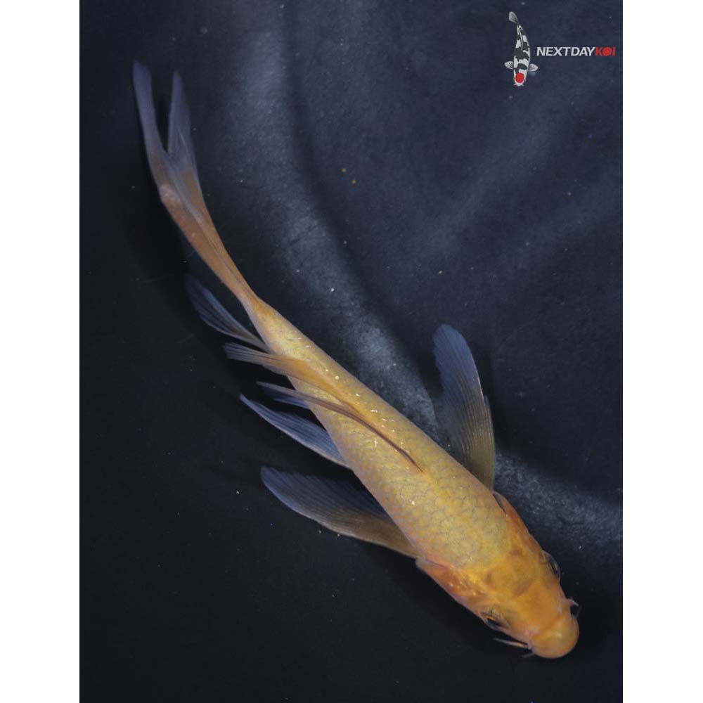 3.5” Imported Chagoi Butterfly Koi