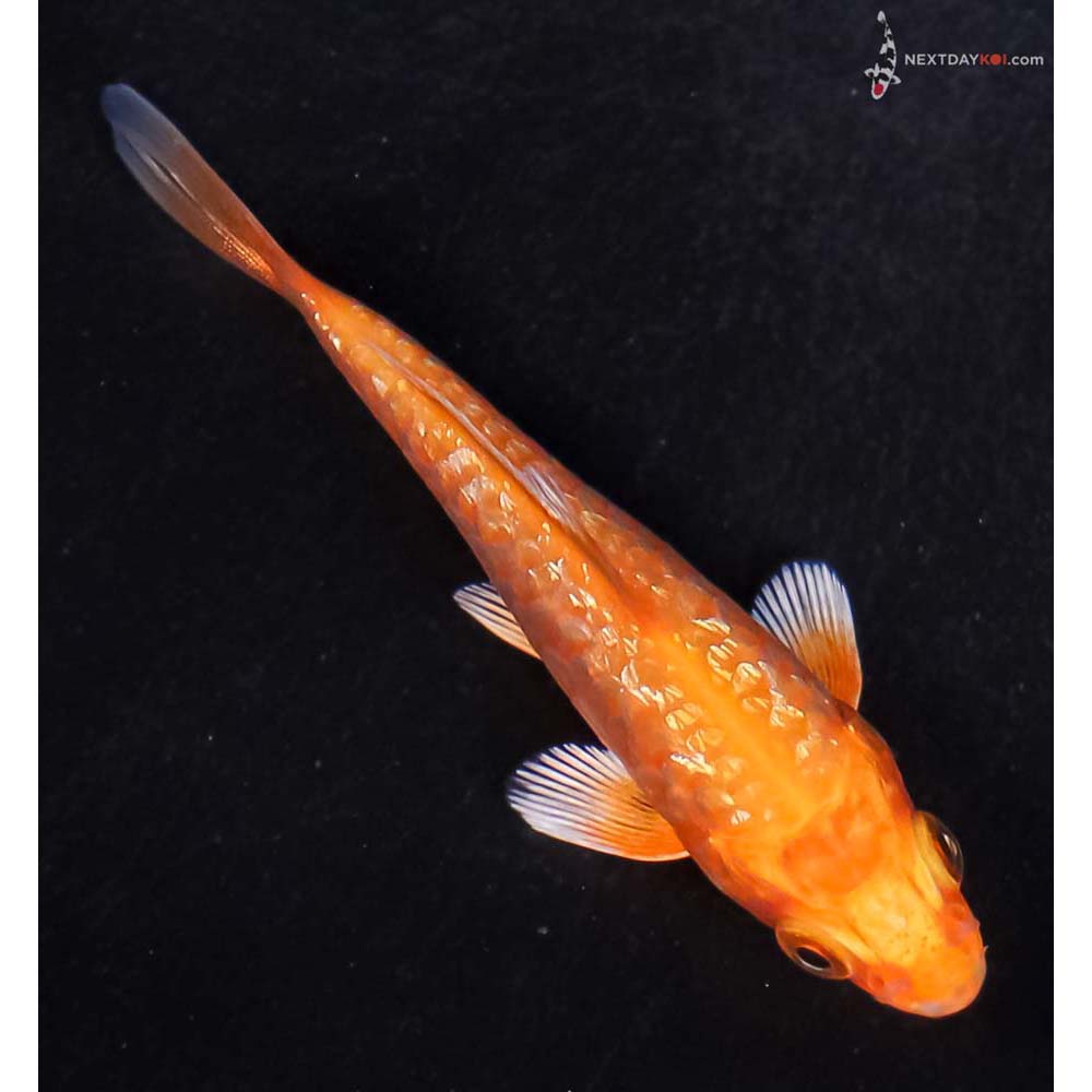 3” Imported Gin Rin Armor Scaled Orenji Ogon