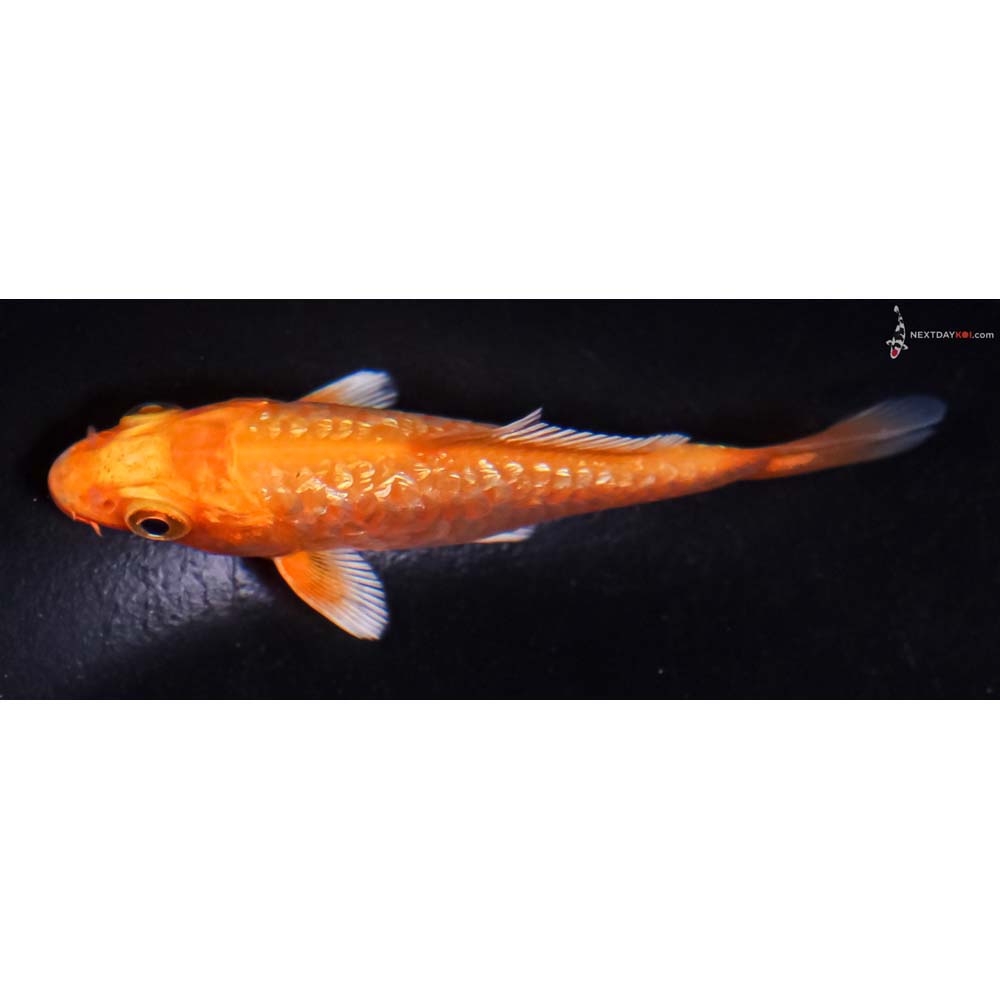 3” Imported Gin Rin Armor Scaled Orenji Ogon