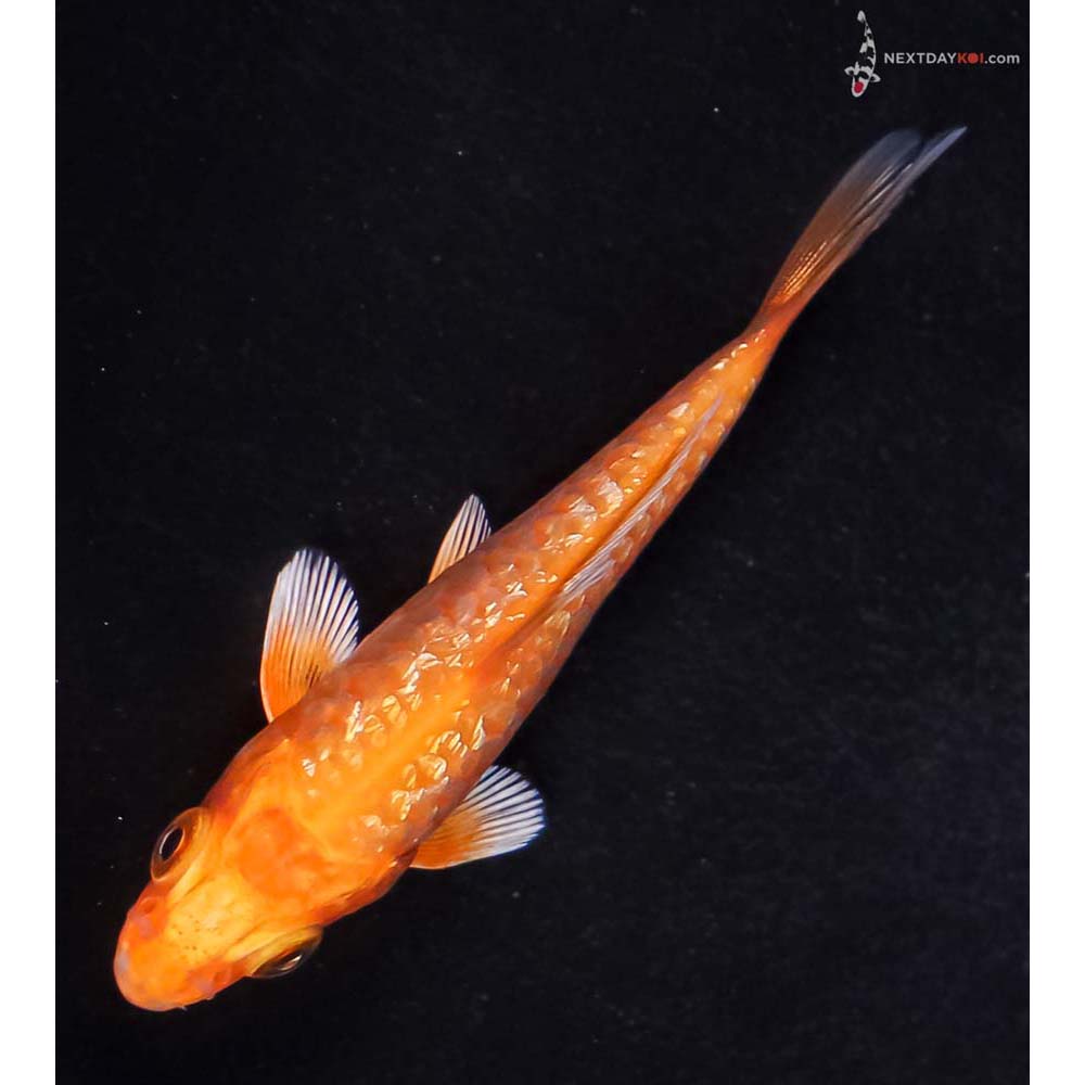 3” Imported Gin Rin Armor Scaled Orenji Ogon