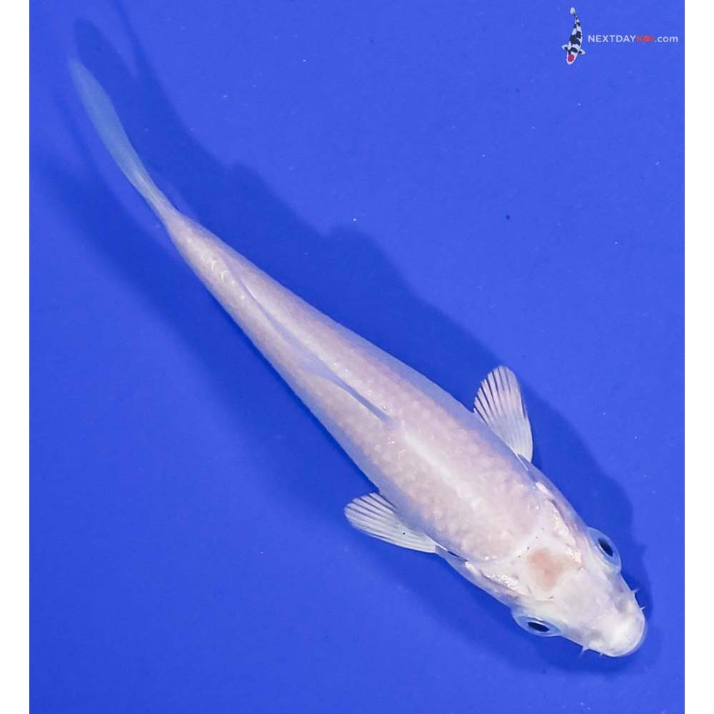 3” Imported Platinum Ogon