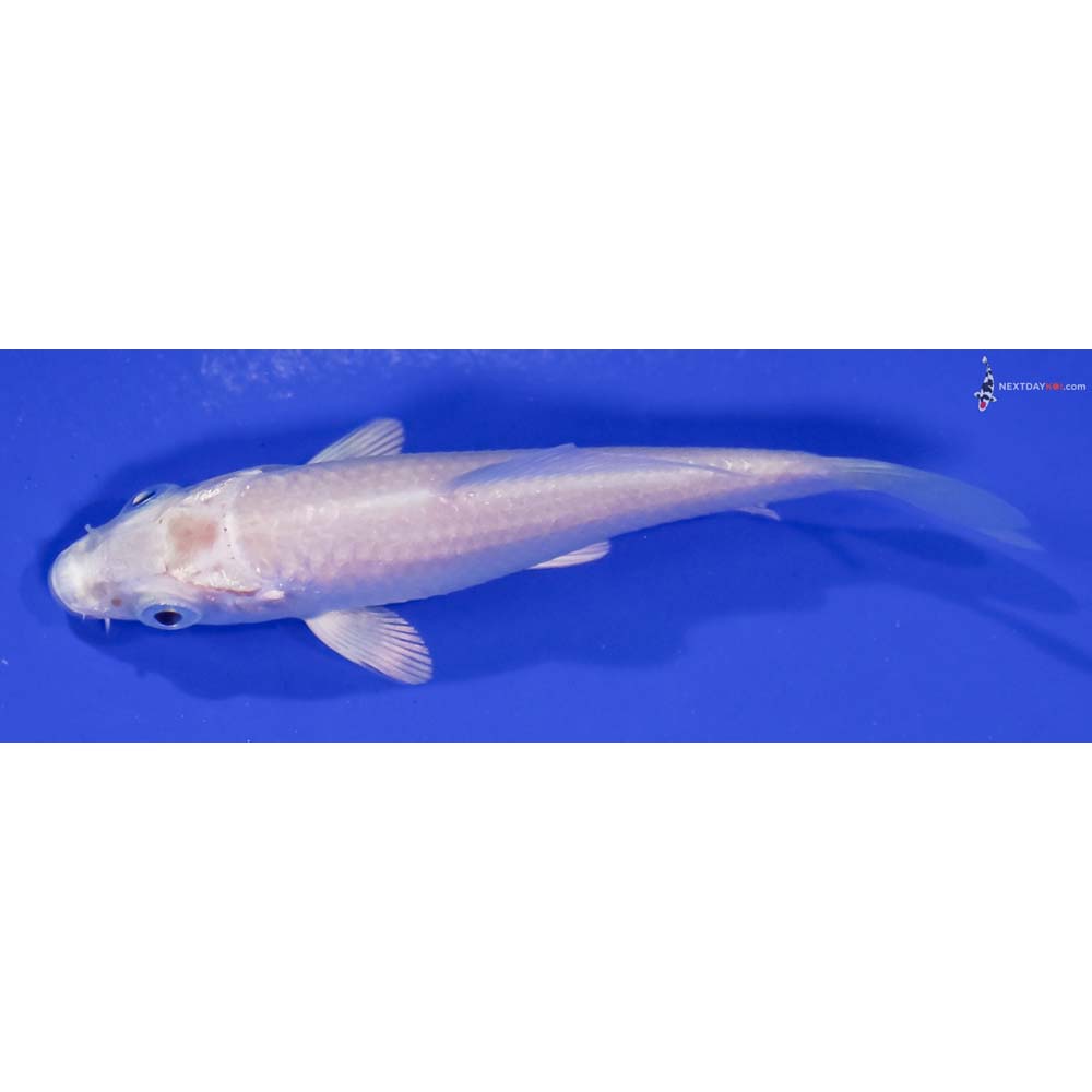 3” Imported Platinum Ogon