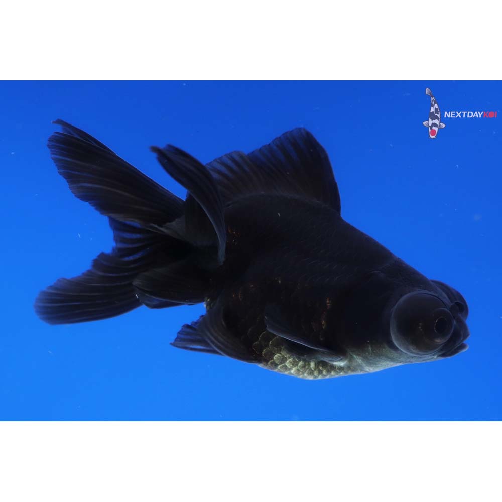 3.5” Imported Black Telescope Fantail