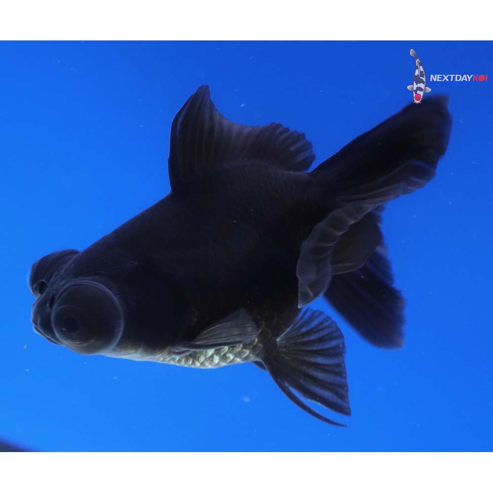 3.5” Imported Black Telescope Fantail