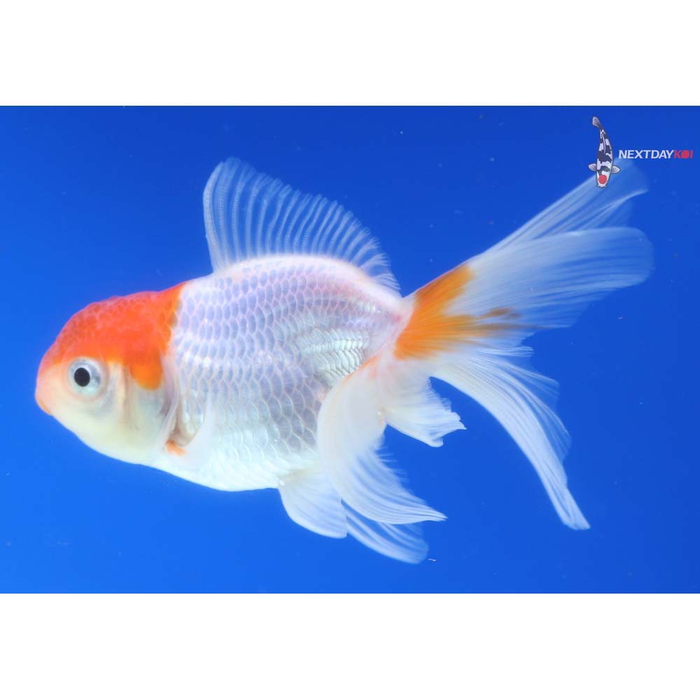 4” Imported Red and White Oranda