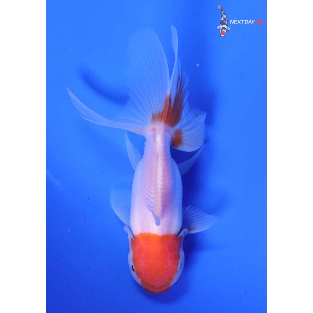 4” Imported Red and White Oranda