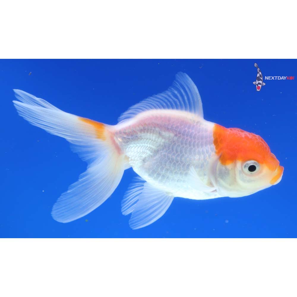 4” Imported Red and White Oranda