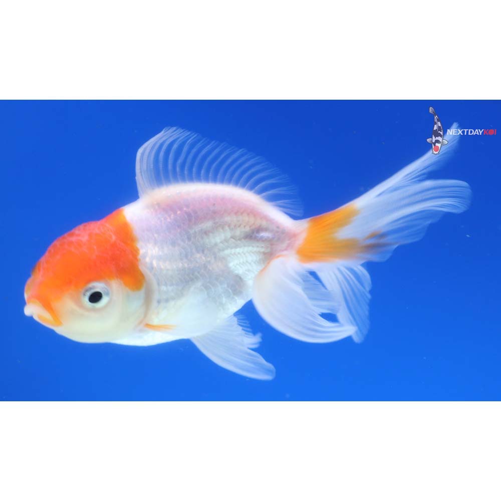 4” Imported Red and White Oranda