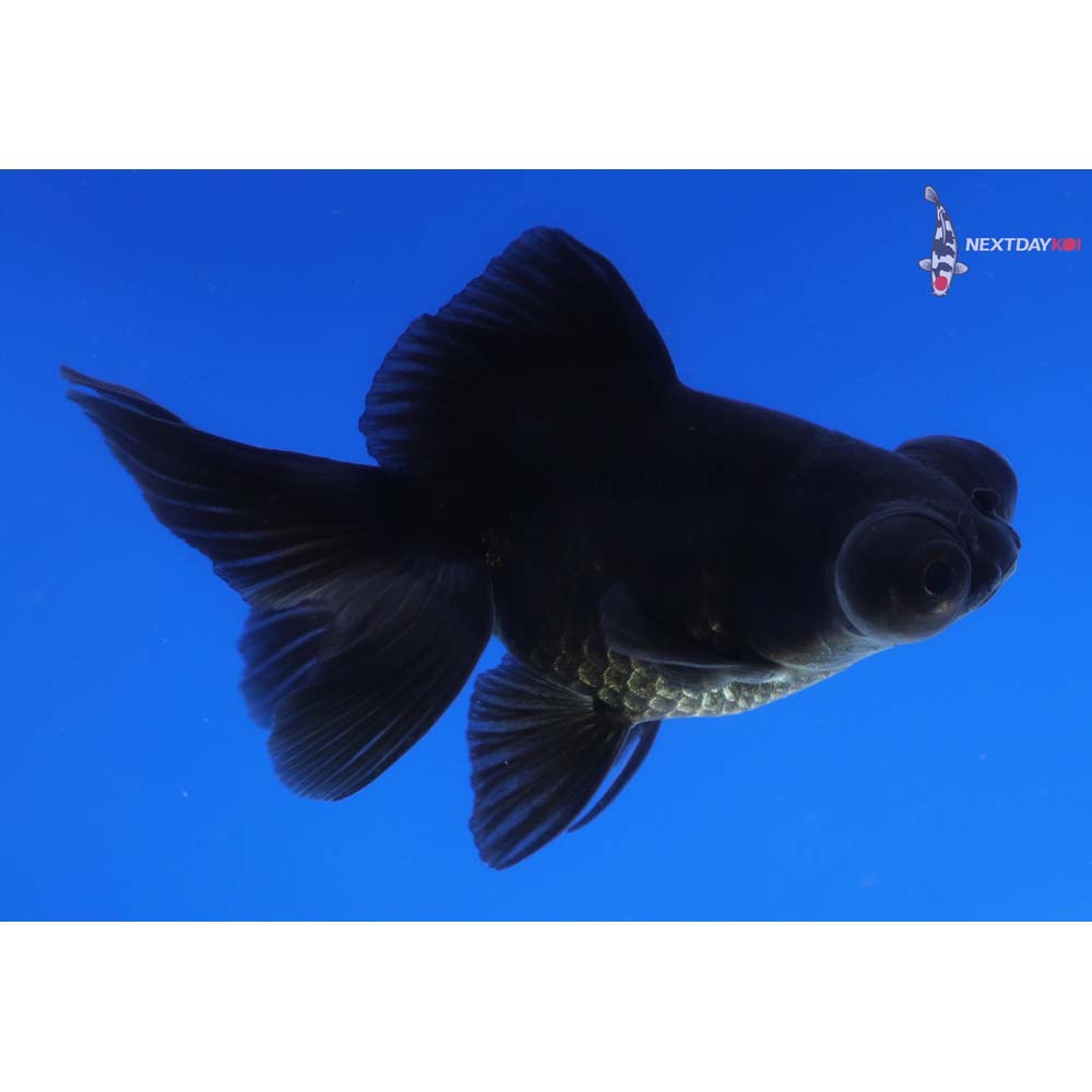 3.5” Imported Black Telescope Fantail