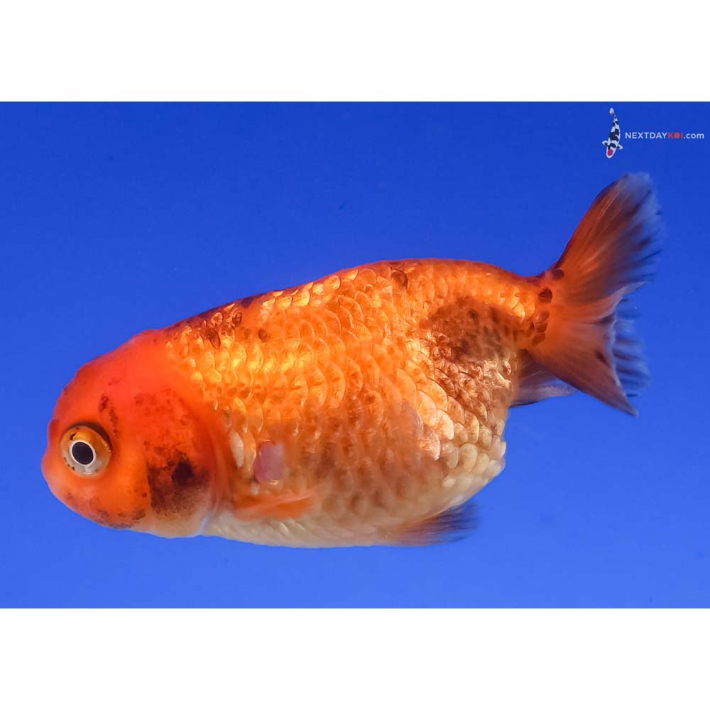 2.5” Imported Red and Black Ranchu