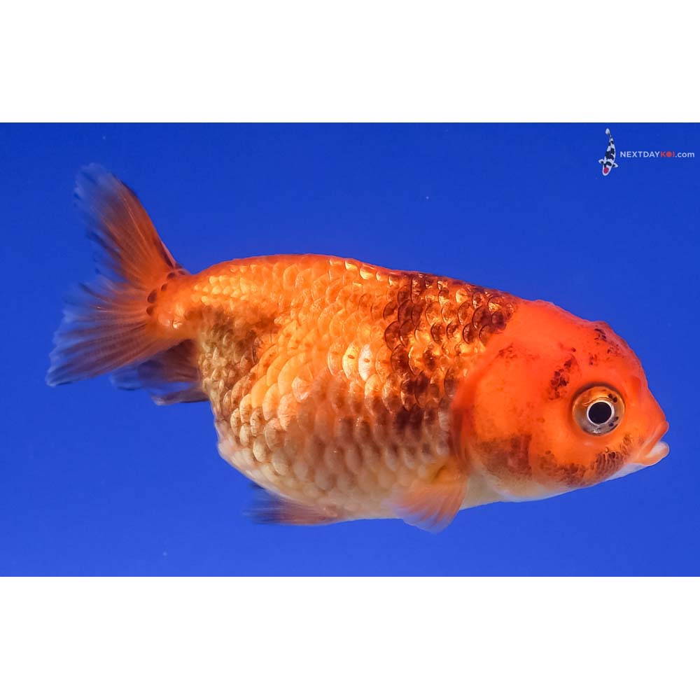 2.5” Imported Red and Black Ranchu